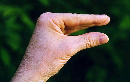 Как держать гармошку